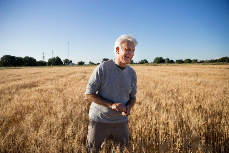 UC Davis leads research in accelerated wheat-breeding