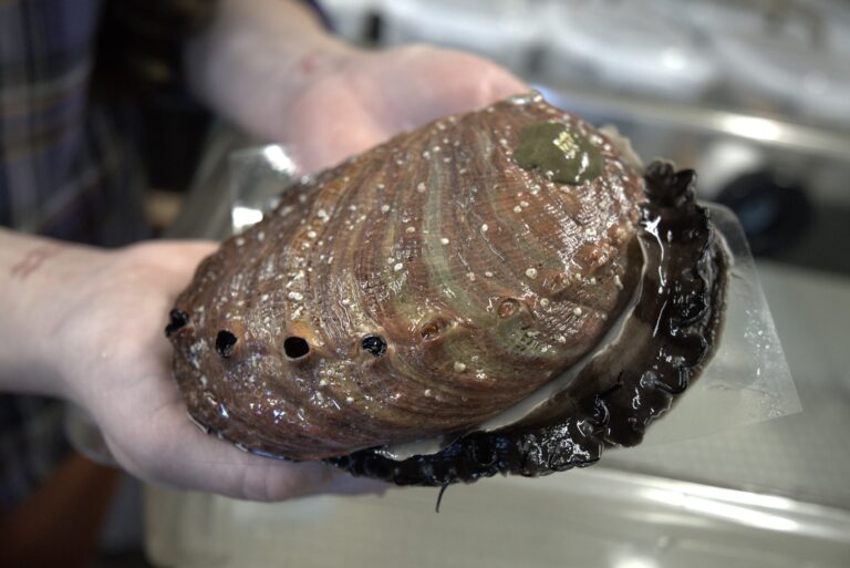 Ultrasounds on abalone improve spawning for endangered species