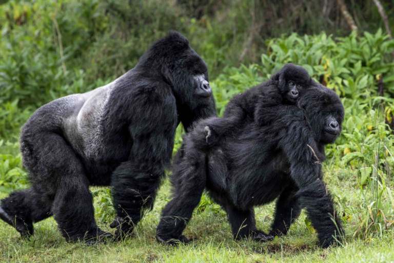 Pandemic increases awareness, safety measures for Great Ape Conservation
