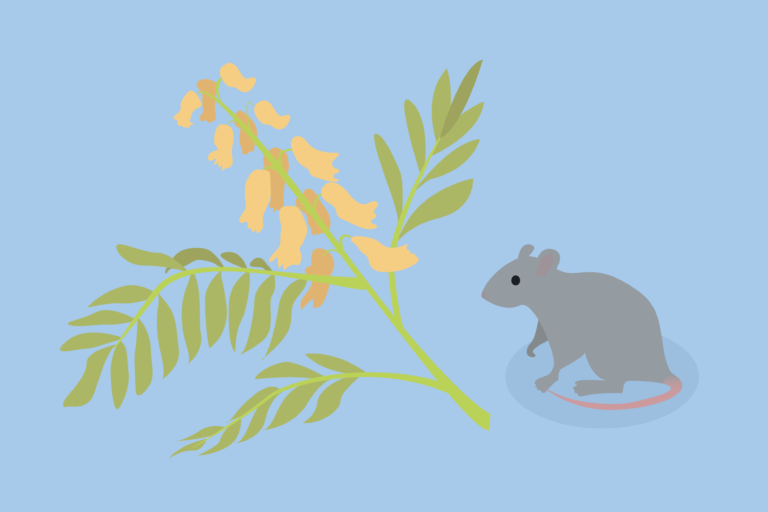 Pea plant product shows promise for Parkinson’s disease treatment