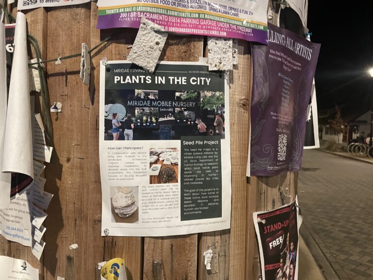 Community science initiative The Seed Pile Project studies native seed growth in human-dominated environments