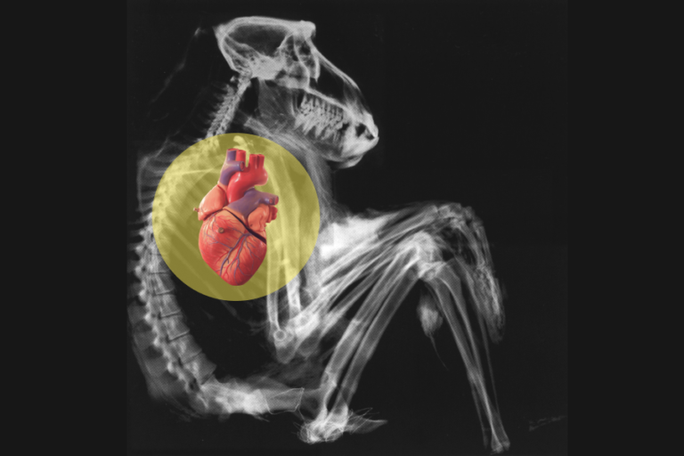 Rhesus monkeys are sensitive to their own heartbeat