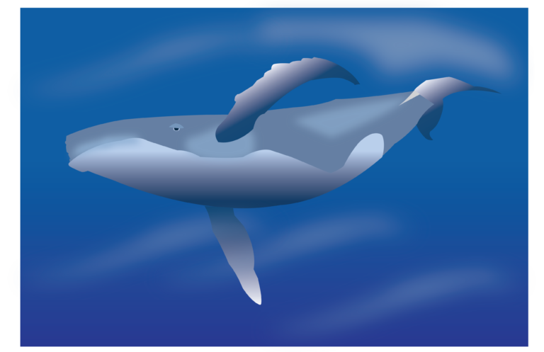 Study by UC Davis scientists highlights overlooked threats to California whales