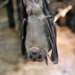 bats_sc_courtesy_Kevinsphotos from Pixabay