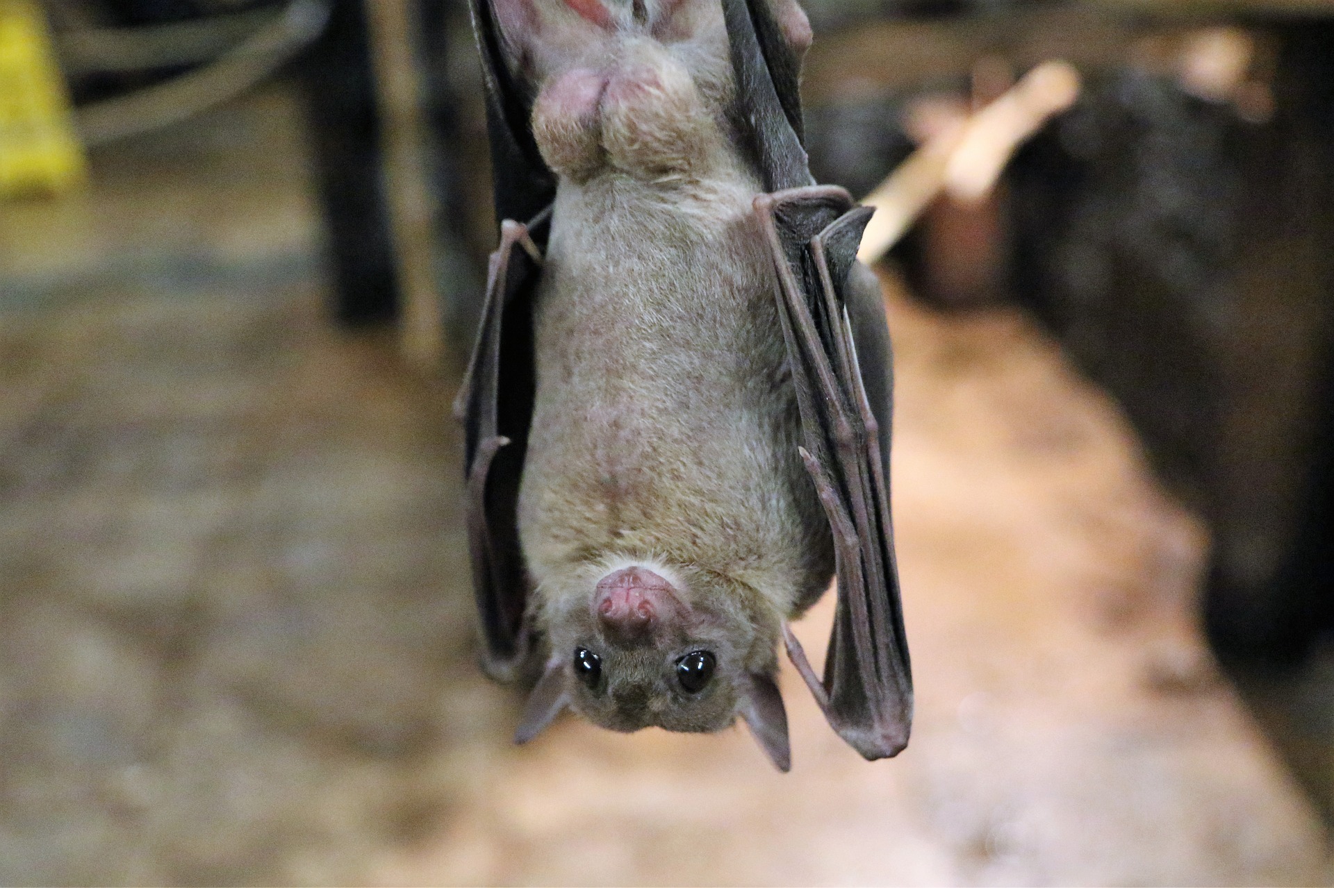 vampire bat hanging upside down