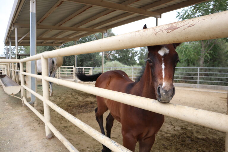 UC Davis Horse Barn to hold 29th annual production sale