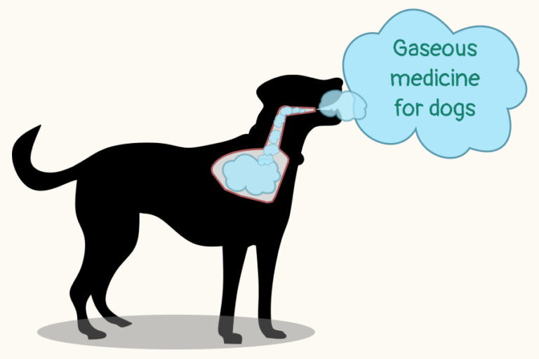 New immunotherapy for dogs can help researchers understand lung cancer therapies