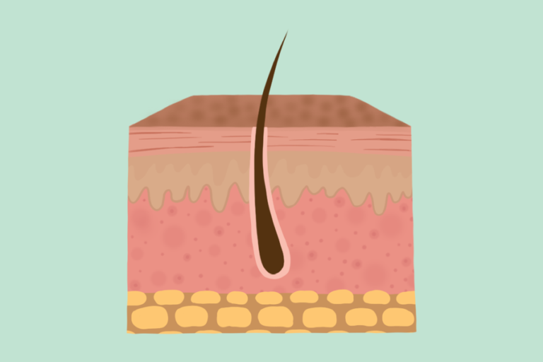 Diving deeper into skin: UC Davis Health researchers explore differences in skin composition across the body