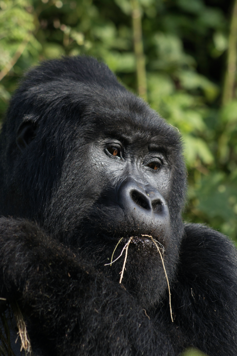 No need to pry, mate: noninvasive testing of mountain gorilla saliva 