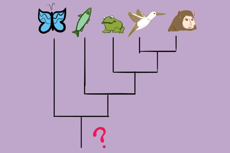 UC Davis researchers contribute to study reconstructing the genomic sequence of mammals’ common ancestor 