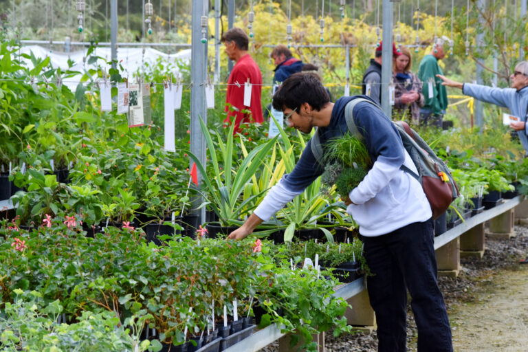 Friends of the UC Davis Arboretum and Public Garden conclude fall plant sales