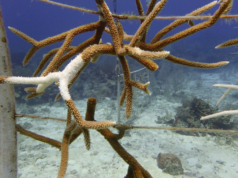 Disease-resistant corals can save nearby susceptible ones from infection