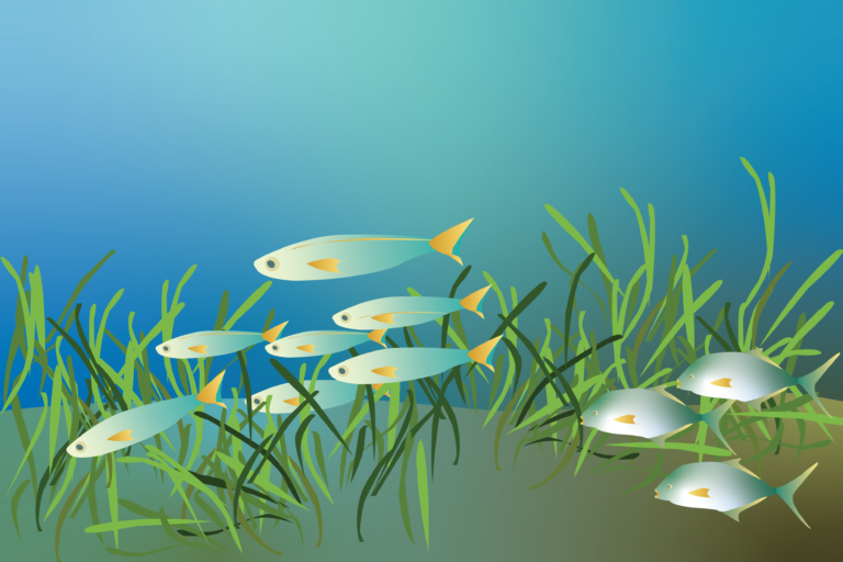 An international study conducted by UC Davis, other research institutions sheds light on genetic history of eelgrass