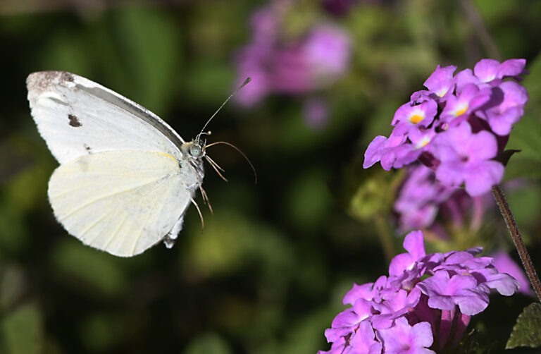 UC Davis’s annual ‘Beer-for-a-Butterfly’ contest is back