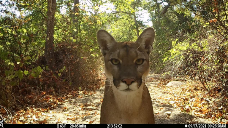 California’s roads are consistent source of mountain lion mortality