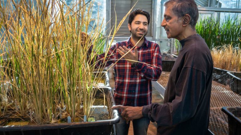 Innovative cloning of rice strain can help meet global agriculture demands