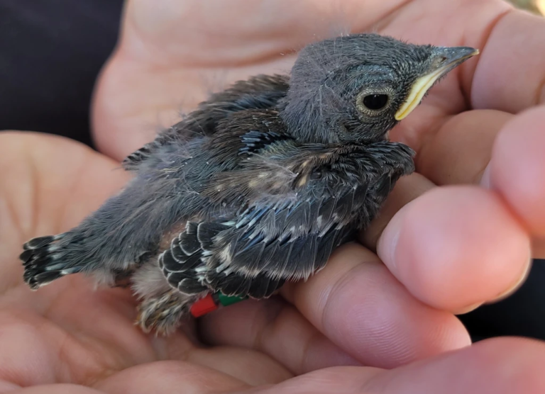 Putah Creek’s songbirds facing lower reproductive success amid changing climate