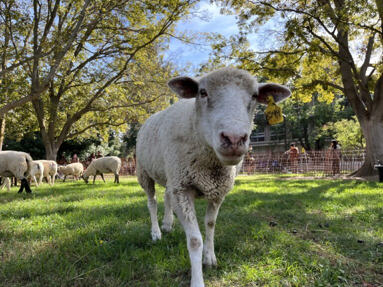 Using sheep on campus as lawnmowers has multiple benefits