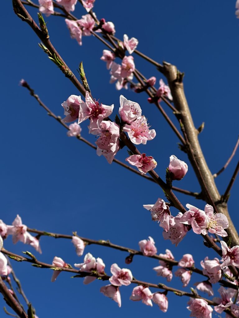 Spring tunes for the upcoming season