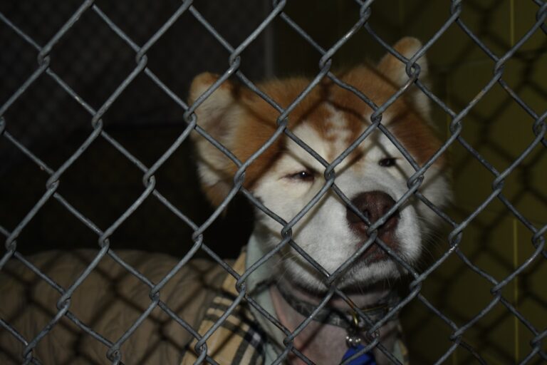 Meet the animals at the Yolo County Animal Shelter