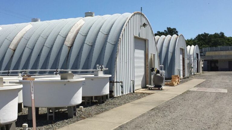 Reporte publicado acerca de la muerte de 21,000 peces en el centro de investigación de UC Davis