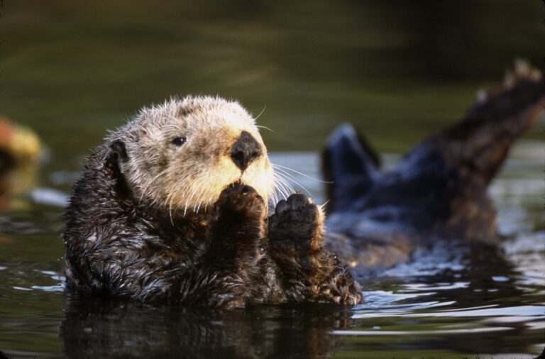 Recent sea otter deaths linked to a rare strain of parasitic infection