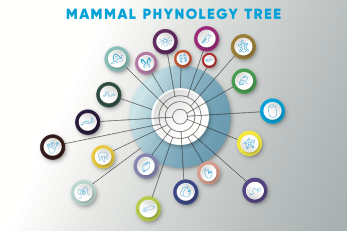 evolution tree mammals