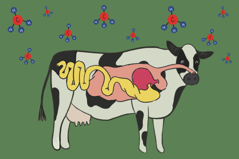 New UC project aims to lower cows’ methane emissions by editing the genome of their gut microbiomes