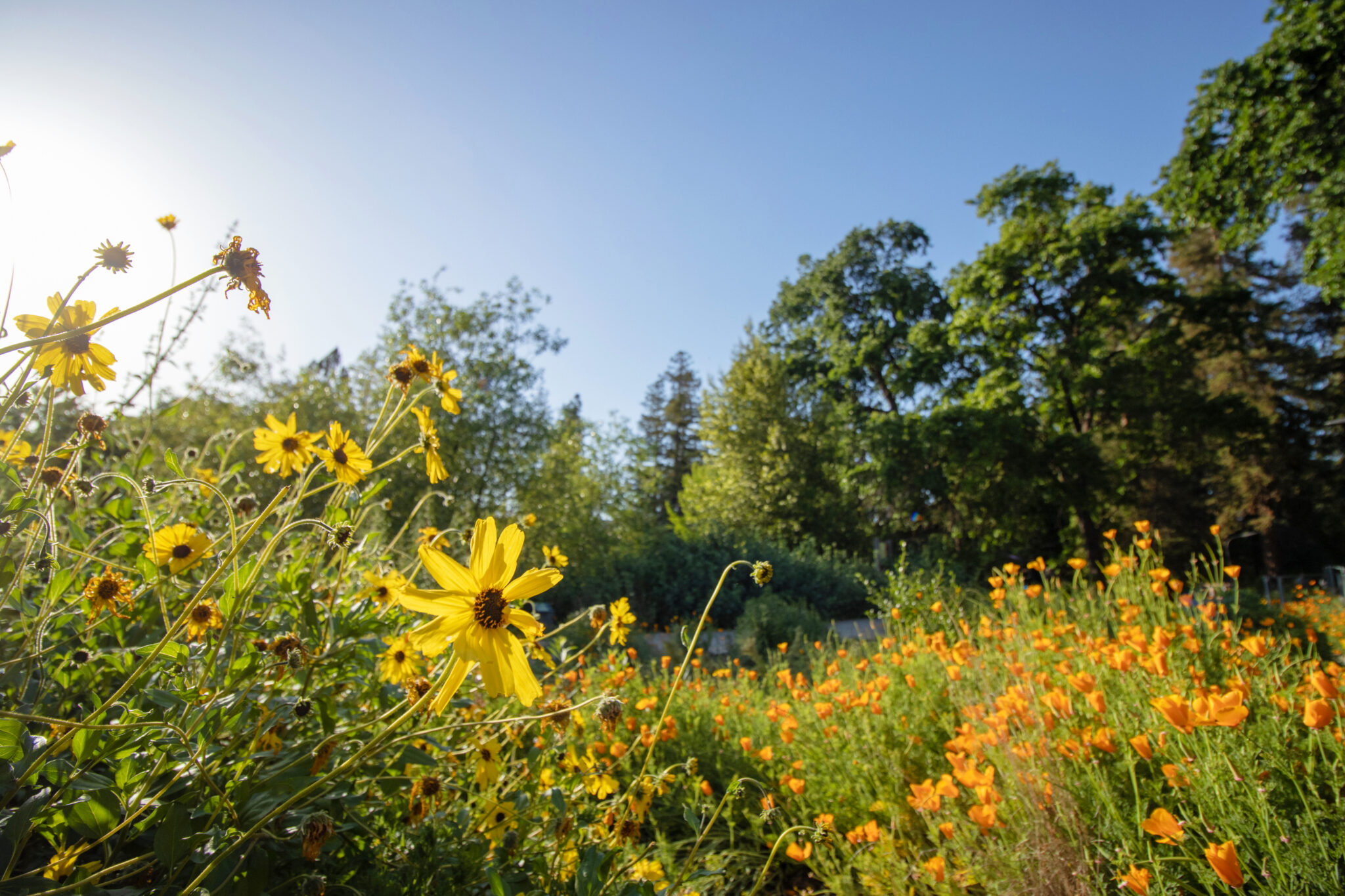 davis-rewilding-society-plants-and-spreads-awareness-about-california