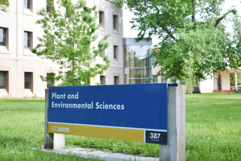 How the strawberry breeding program at UC Davis is cultivating ‘the next best strawberry’