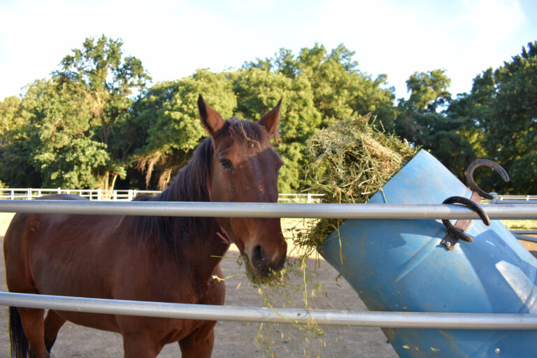 UC Davis women’s equestrian team members reflect on how their sport has impacted their lives