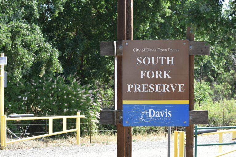 City of Davis partners with Perennial Grazing to use sheep to restore habitats