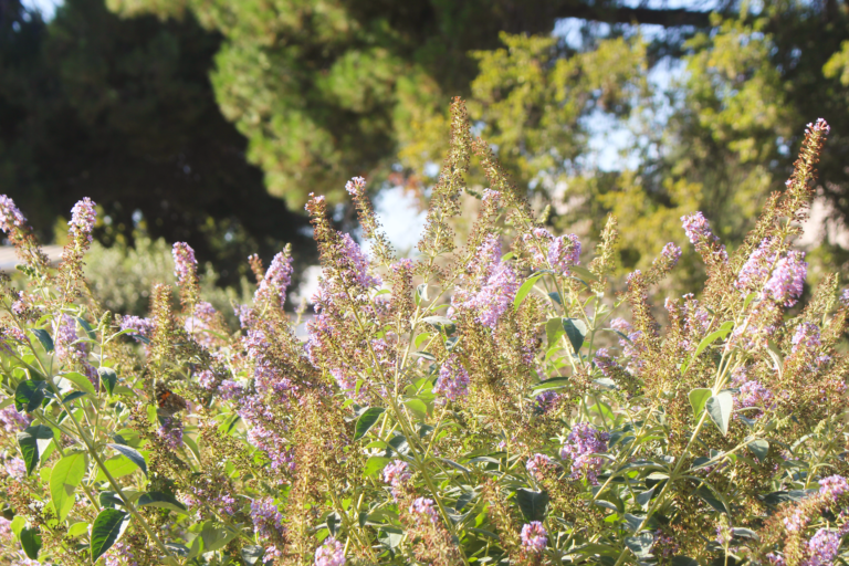 ‘Pollinator Squad’ aims to promote biodiversity and climate-ready landscapes at UC Davis