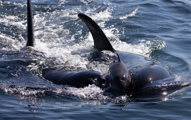 Killer whales have been harassing and killing porpoises without intending to eat them