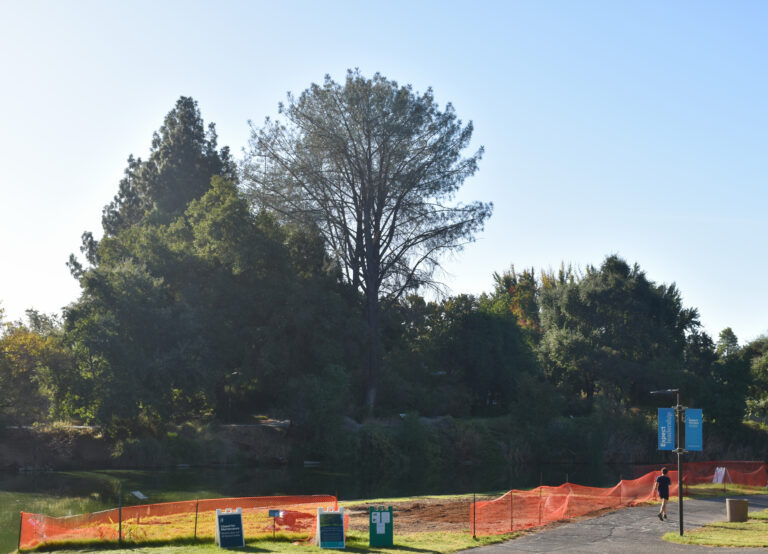 Campus feels loss of iconic Arboretum tree