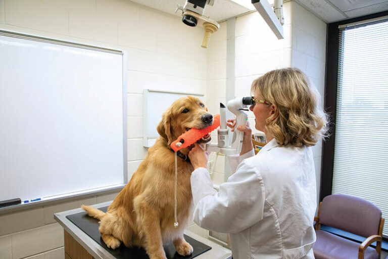 Genetic research may allow golden retrievers to live longer