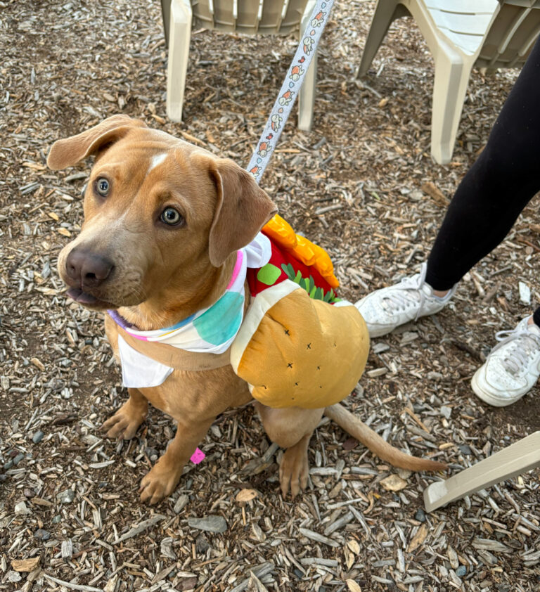 Yolo County Society for the Prevention of Cruelty to Animals and Sudwerk Brewery host dog adoption event