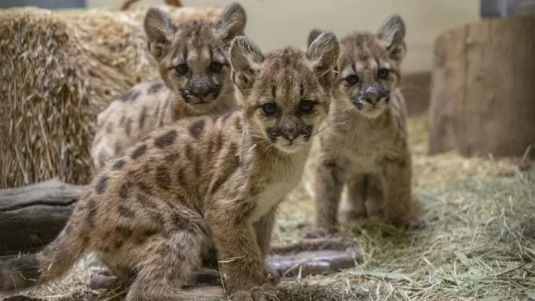 Three baby mountain lions have been rescued and nursed back to health by UC Davis Wildlife Health Center