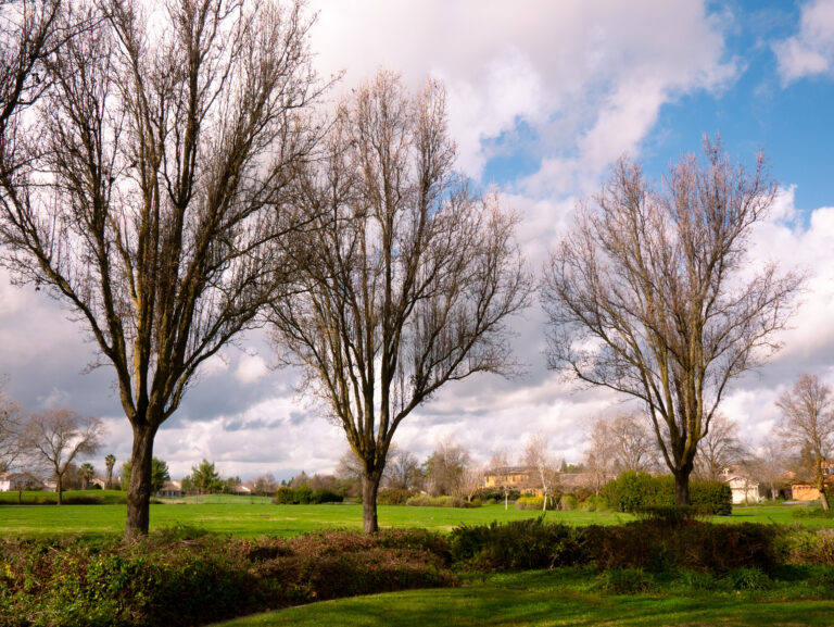 Tree Davis partners with city to develop climate friendly plan for Robert Arneson Park