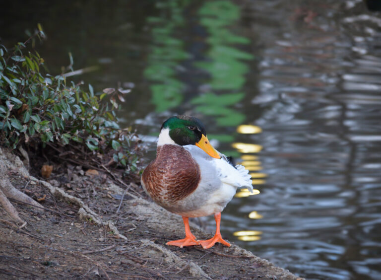 New UC Davis research center combines biology, engineering to study bird flight