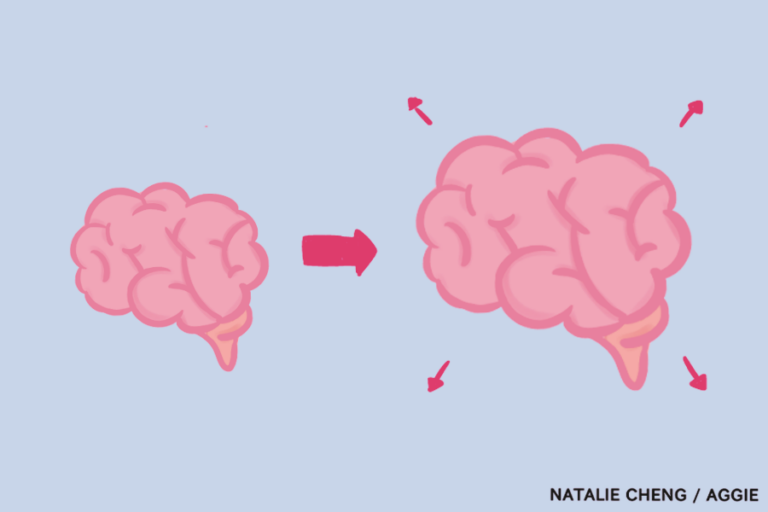 Human brains are getting larger — what does this mean for dementia risk?