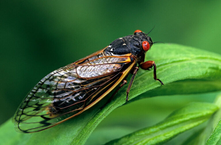 The buzz behind periodical cicadas: nature’s phenomenon