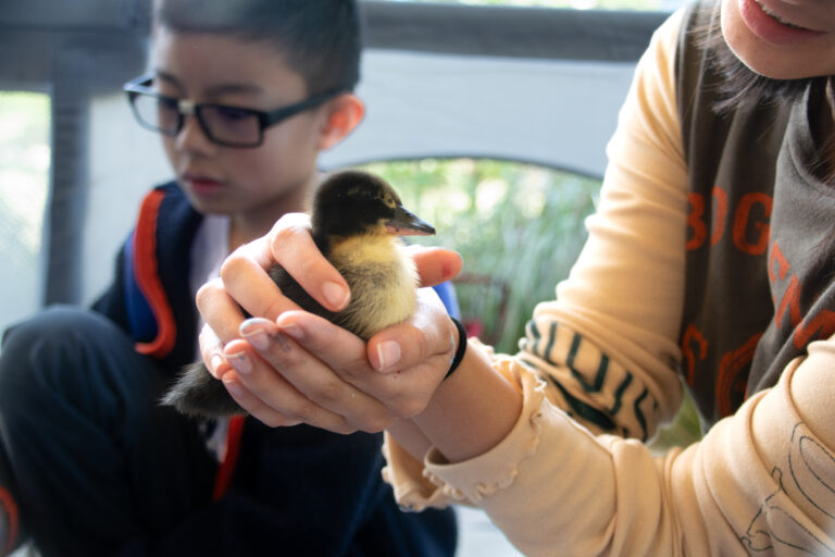 California Duck Days Festival returns for another year