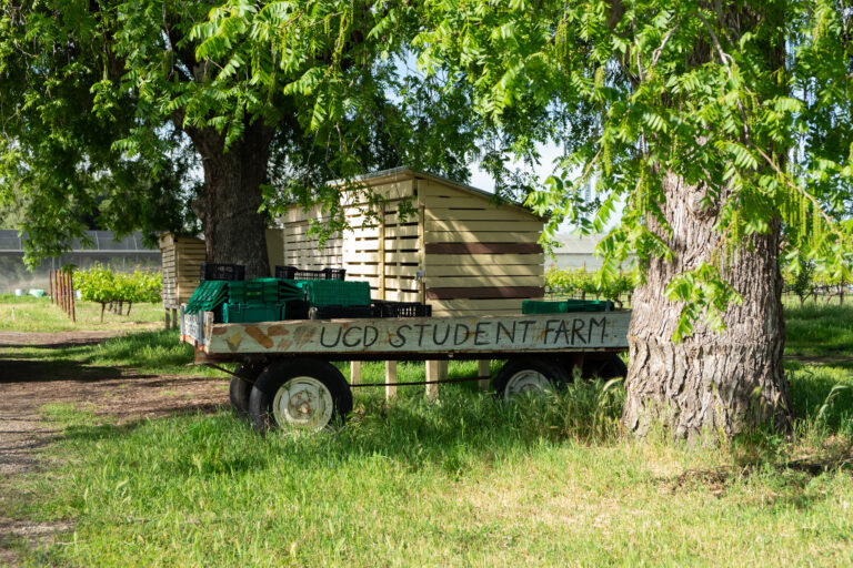 UC Davis’ Student Farm takes a multi-faceted approach to sustainability