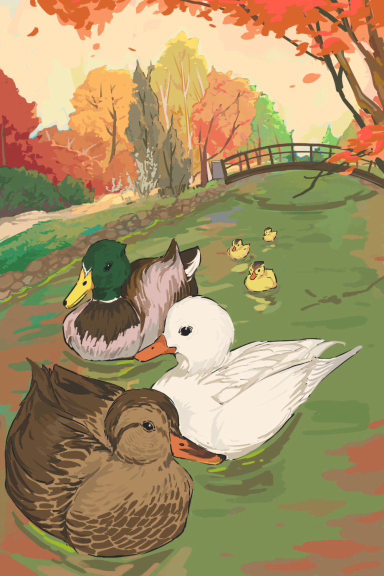 Arboretum ducks give joy to UC Davis students