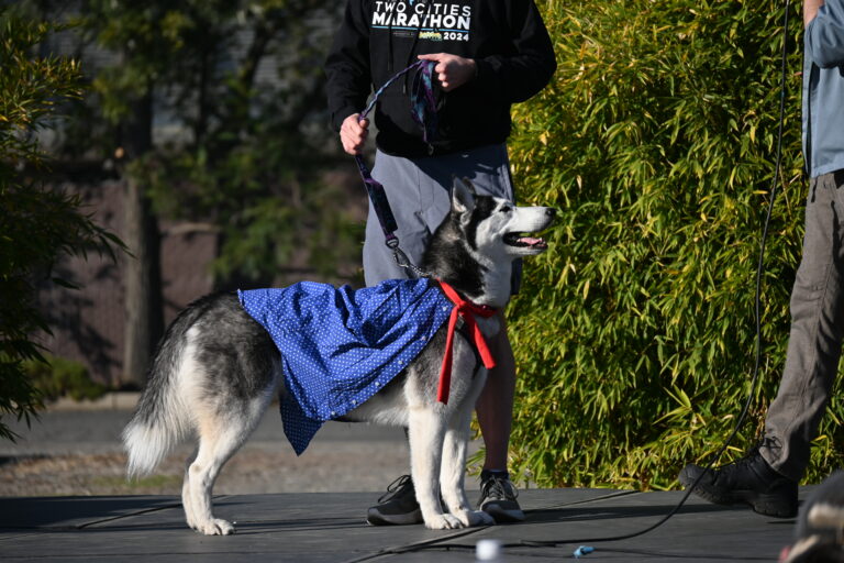 Sudwerk Brewery hosts dog fashion show in collaboration with Dogtopia for Veterans Day