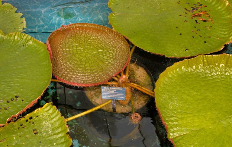 Giant water lilies bloom at the UC Davis Botanical Conservatory