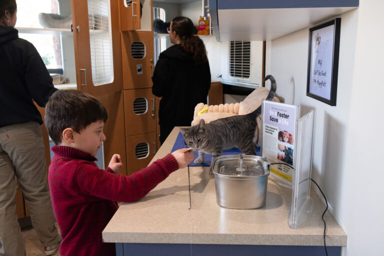 Davis’ first cat café is now open for business