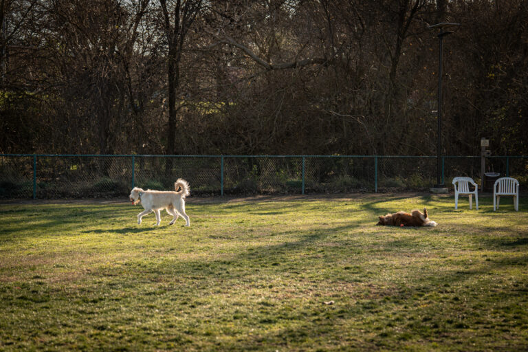 Toad Hollow Dog Park now reopened to the public
