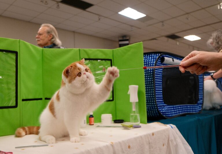 Cats and kittens compete in Woodland’s 2025 Call of the Wild/Poppy State Cat Club